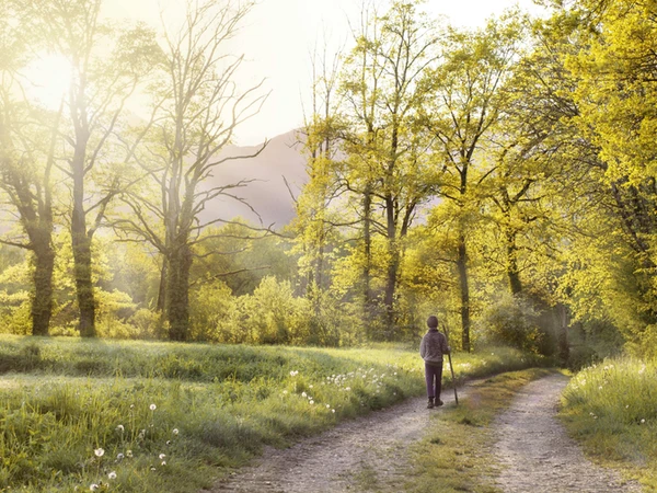 Person walking on a sunlit path through a forest with trees in vibrant yellow foliage.